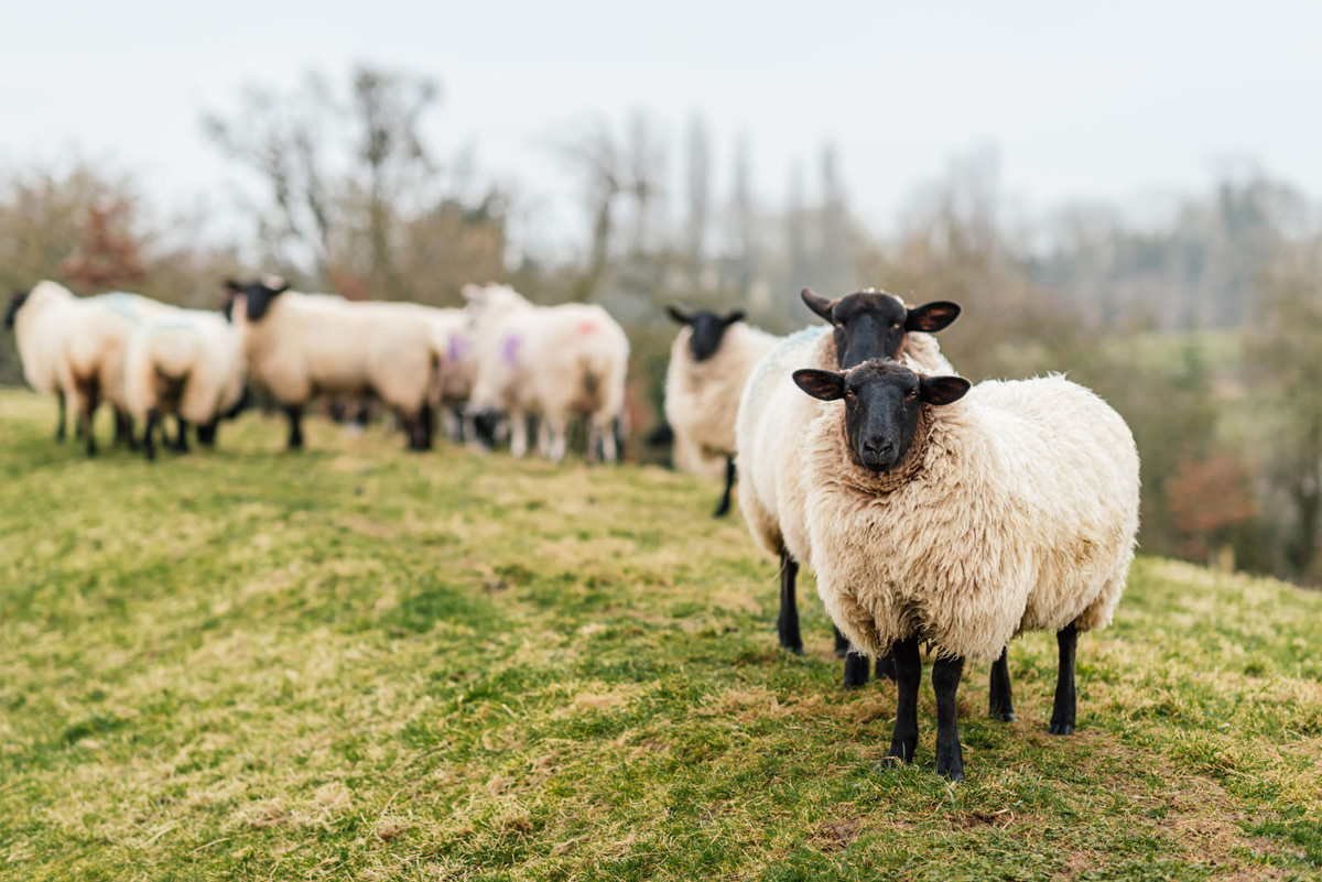 Dodford Manor lambs
