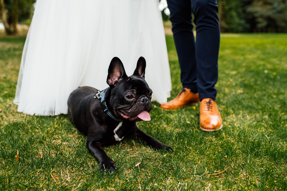 dogs at weddings
