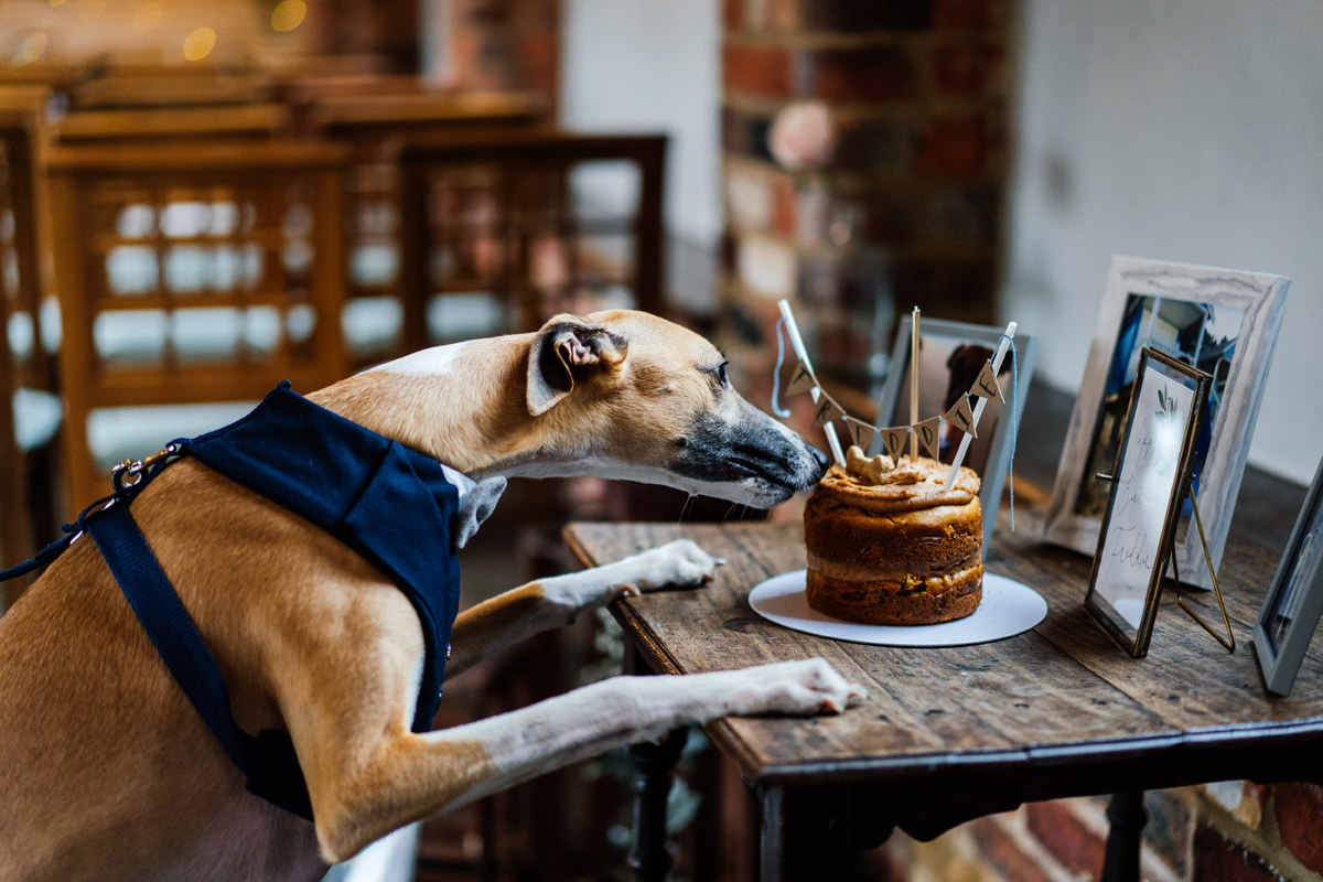 bride and groom's dog smelling the cake